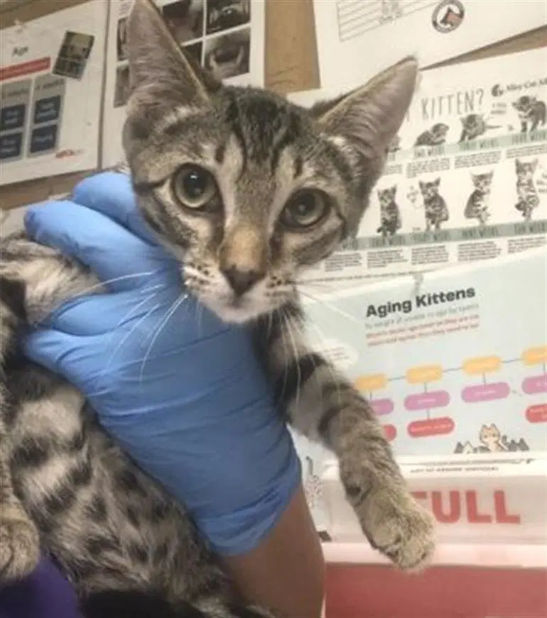 Kion - Domestic Short Hair