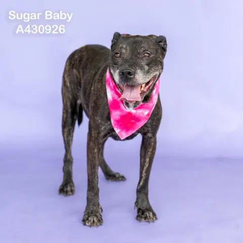 Sugar Baby image 1