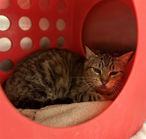 KIWI, a cat for adoption from Montgomery County Animal Service Center
