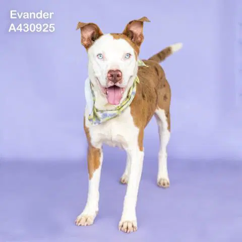 Evander - Pit Bull Terrier