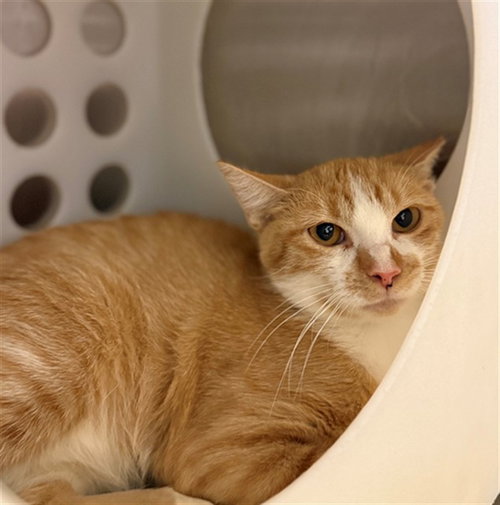 picture of the cat needing adoption