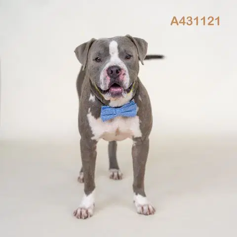 Unknown - Pit Bull Terrier