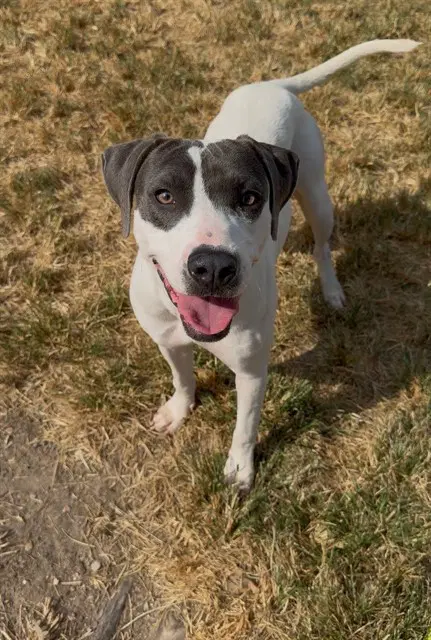 Spooky - Pit Bull Terrier