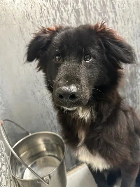 Skip - Border Collie