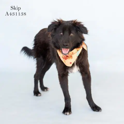 Skip - Border Collie