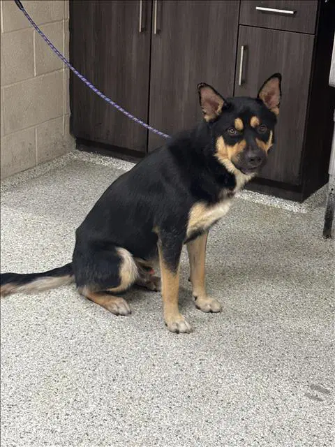 Unknown - German Shepherd Dog