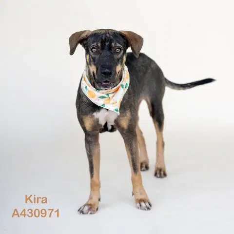 Kira - German Shepherd Dog