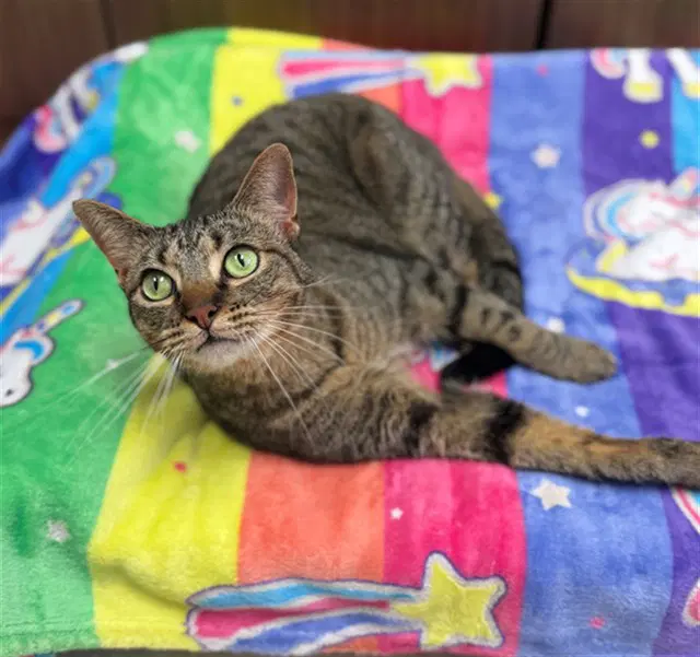 Smokey - Domestic Short Hair