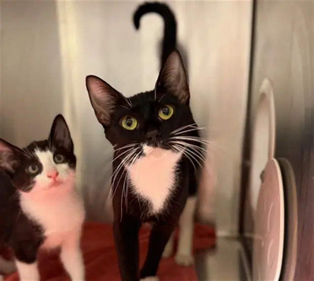Unknown - Domestic Short Hair