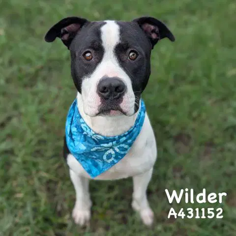 Wilder - Pit Bull Terrier