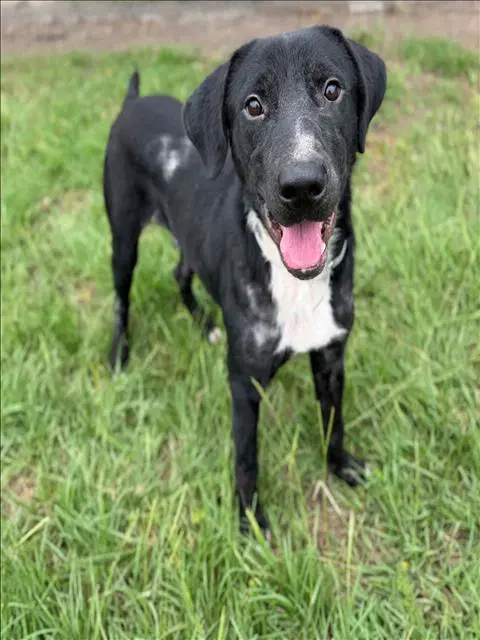 Bluey - Labrador Retriever