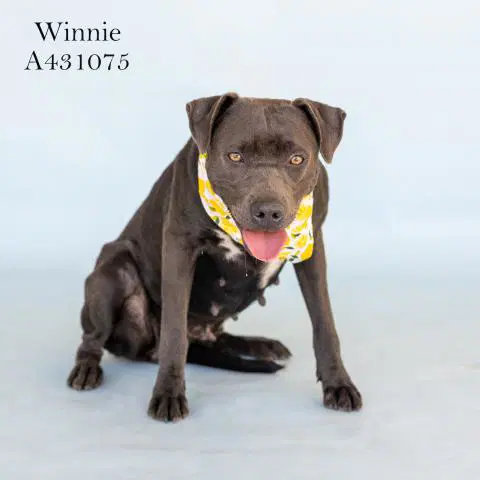 Winnie - Pit Bull Terrier