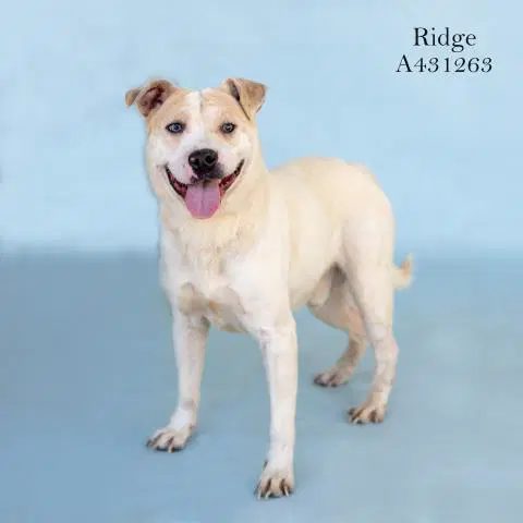 Ridge - Chinese Shar-Pei