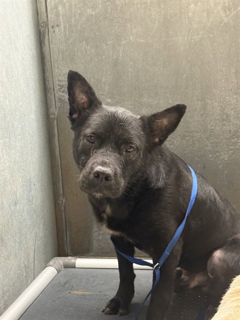 BROOKS, a dog for adoption from Montgomery County Animal Service Center