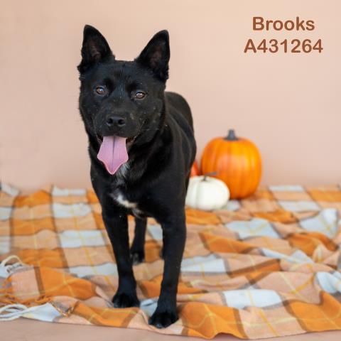 BROOKS