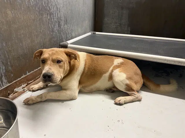 Mork - Chinese Shar-Pei