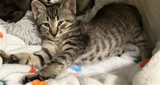 Unknown - Domestic Short Hair
