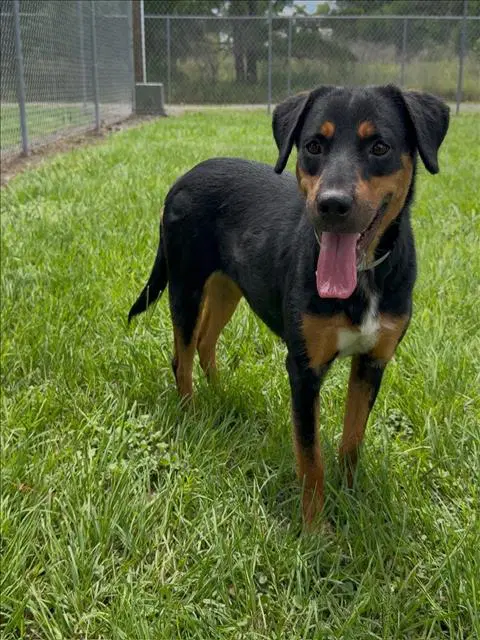 Pixel - Rottweiler