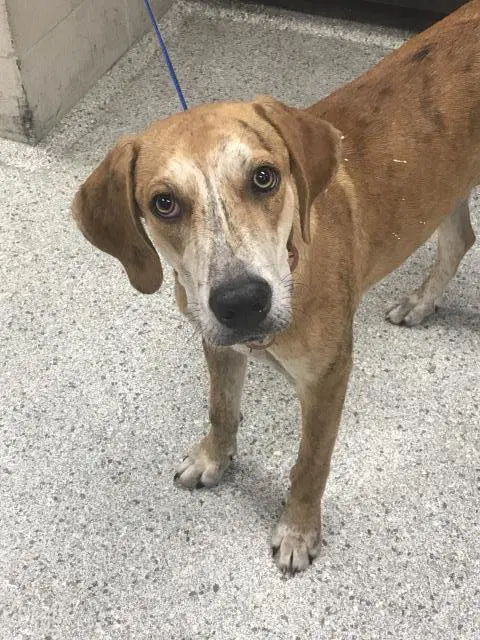 Hank - Treeing Walker Coonhound