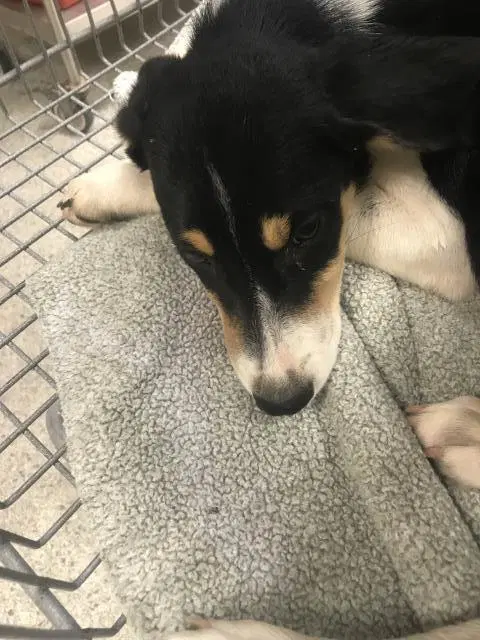 Unknown - Australian Shepherd