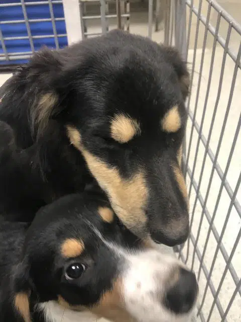 Unknown - Australian Shepherd
