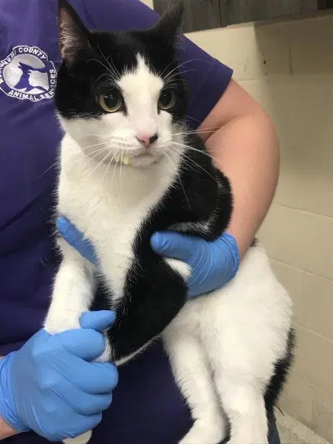 Lazo - Domestic Short Hair