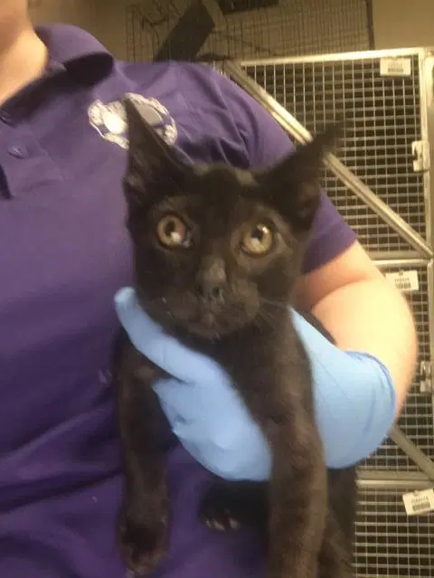 Unknown - Domestic Short Hair