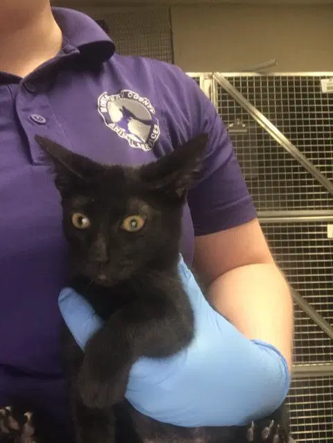 Unknown - Domestic Short Hair
