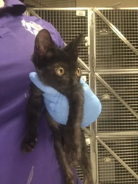 Unknown - Domestic Short Hair