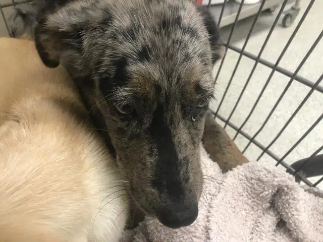 Unknown - Catahoula Leopard Dog