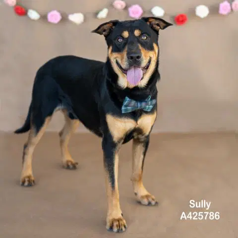 Sully - Rottweiler