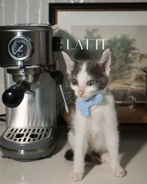Latte - Domestic Short Hair