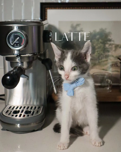Latte