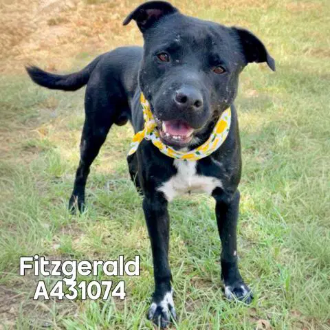 Fitzgerald - Pit Bull Terrier