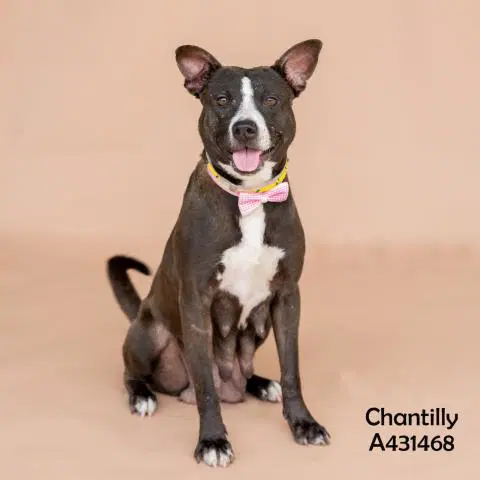Chantilly - Pit Bull Terrier