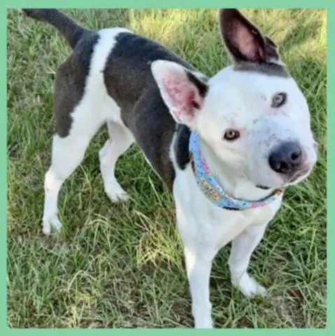 Jonah - American Pit Bull Terrier