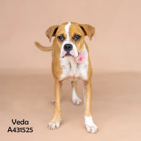 Veda - Boxer