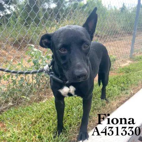 Fiona - Belgian Shepherd Malinois