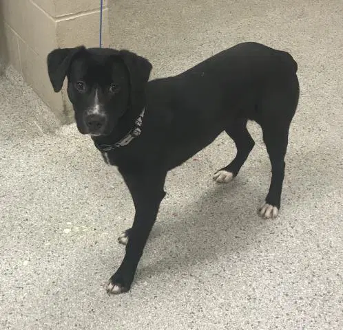 Jojo - Labrador Retriever