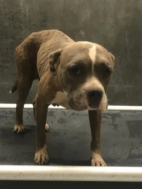 Odette - American Bulldog