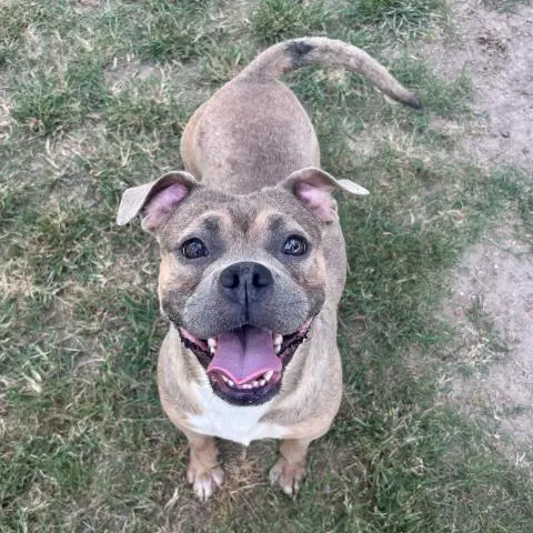 Fritzi - American Bulldog