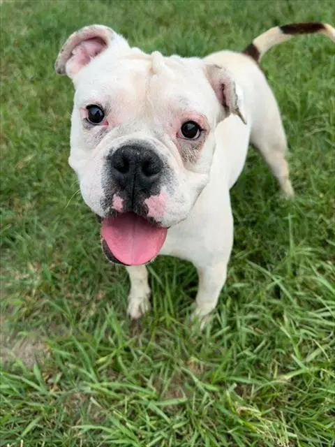 Calzone - American Bulldog