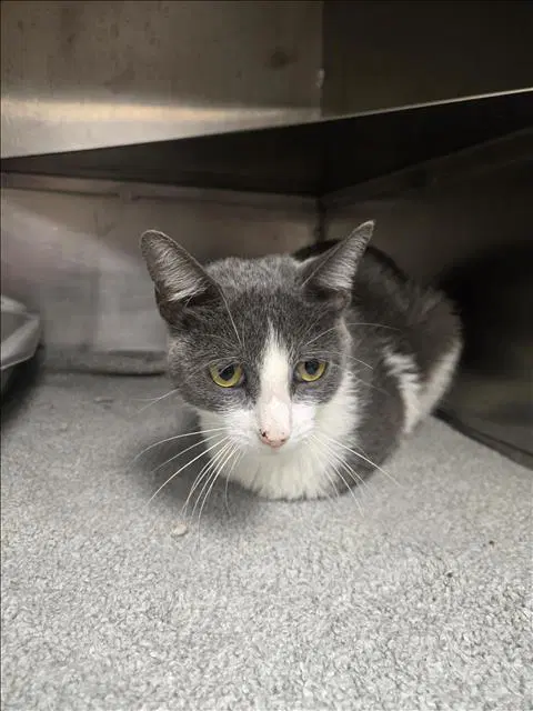 Sandy - Domestic Short Hair