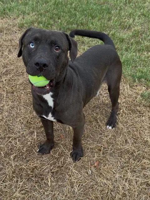 Mike - Pit Bull Terrier