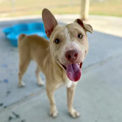 Ernie - Pit Bull Terrier