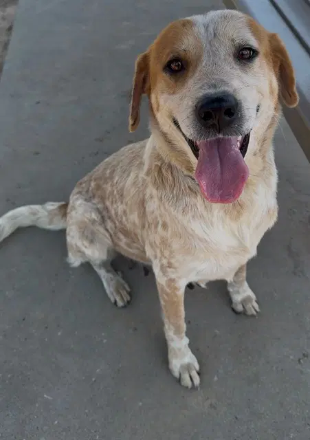 Ruby - Redbone Coonhound