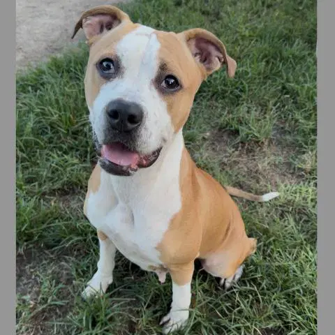 Tizzy - Boxer
