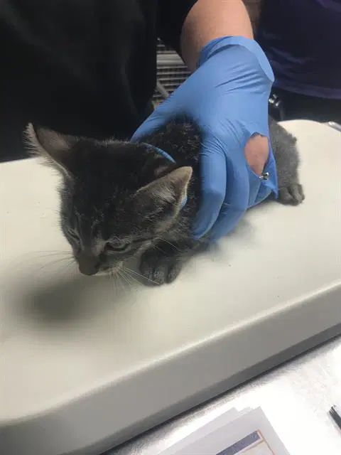 Unknown - Domestic Short Hair
