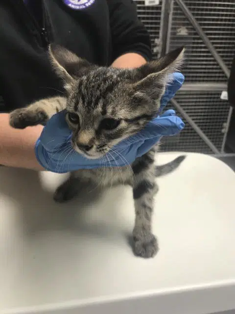 Unknown - Domestic Short Hair