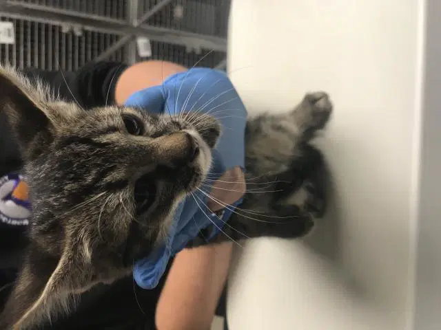 Unknown - Domestic Short Hair